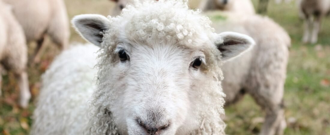 Que signifie rêver de moutons selon Ibn Sirin?