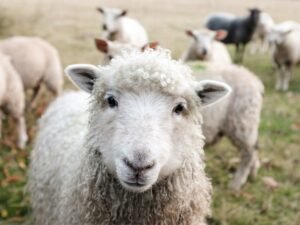Que signifie rêver de moutons selon Ibn Sirin?