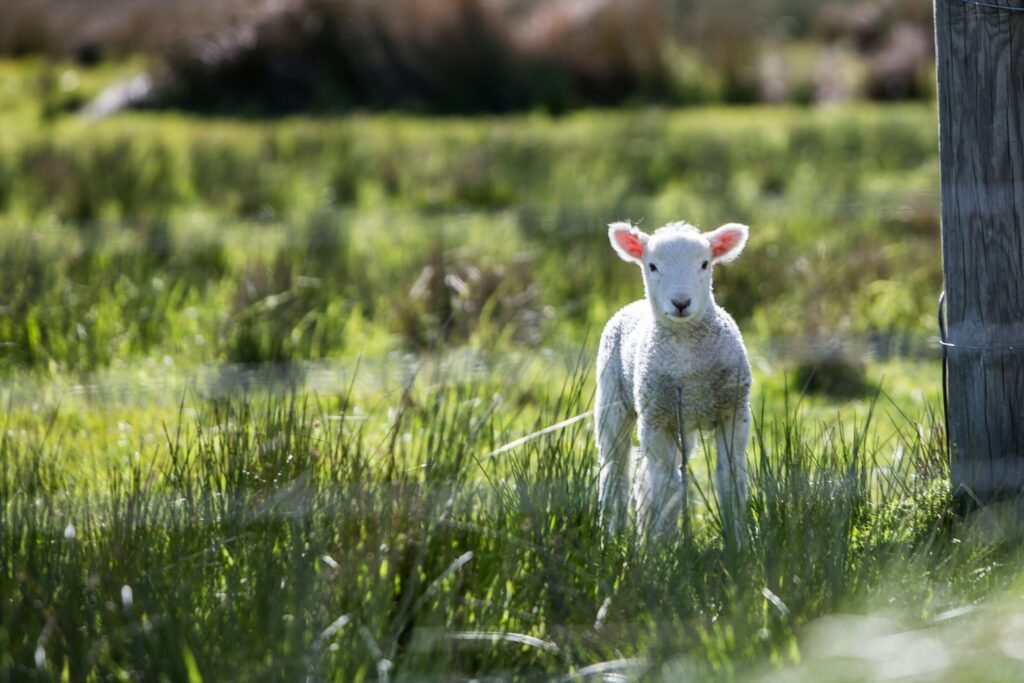 mouton rêve islam 